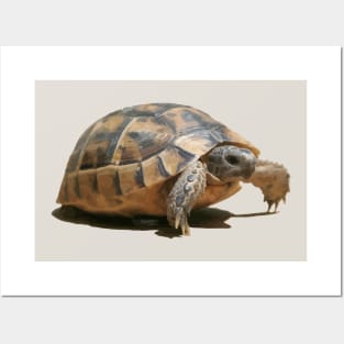 Portrait of a Young Wild Tortoise Isolated Posters and Art